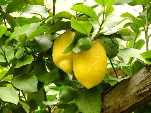 Lkre citroner